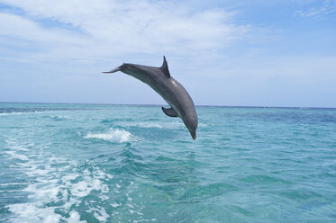 Honduras, Roatan, bottlenose dolphin jumping into the sea - RUEF01889