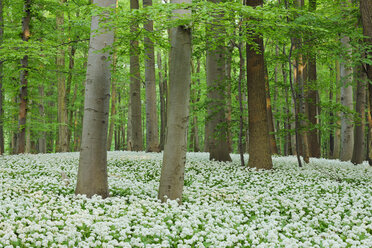 Germany, Thuringia, Hainich National Park, view of blossoming ramson and beech trees in forest - RUEF01894