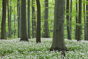 Germany, Thuringia, Hainich National Park, view of blossoming ramson and beech trees in forest - RUEF01895