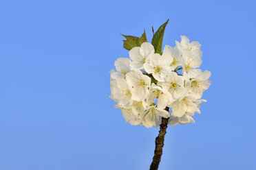Weiße Blüten des Kirschbaums gegen blauen Himmel - RUEF01896