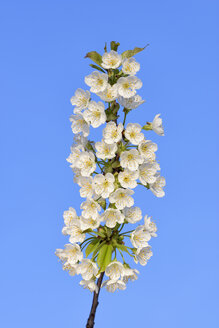 Weiße Blüten des Kirschbaums gegen blauen Himmel - RUEF01897