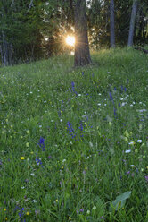 Italien, Dolomiten, Cortina d'Ampezzo, Wildblumenwiese am Waldrand bei Sonnenuntergang - RUEF01899