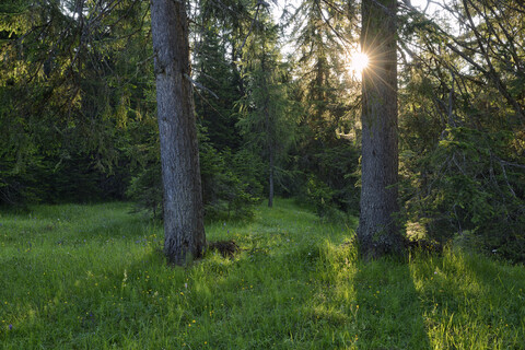 Italien, Dolomiten, Cortina d'Ampezzo, Wildblumenwiese am Waldrand bei Sonnenuntergang, lizenzfreies Stockfoto