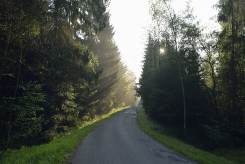 Leere Landstraße durch Wald in der Dämmerung an einem nebligen Tag - RUEF01905