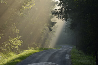 Empty country road through forest at twilight on misty day - RUEF01906