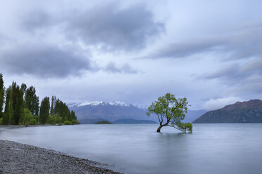 New Zealand, South Island, tree growing in Lake Wanaka - RUEF01911