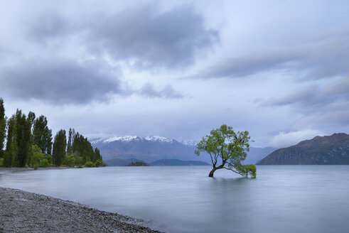 Neuseeland, Südinsel, Baum wächst im Wanakasee - RUEF01911