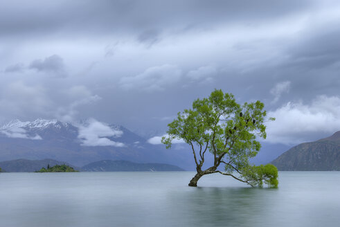 Neuseeland, Südinsel, Baum wächst im Wanakasee - RUEF01912