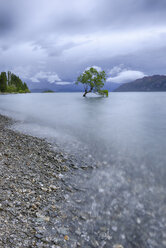 New Zealand, South Island, tree growing in Lake Wanaka - RUEF01913