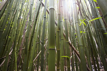 Detail von Bambusstämmen, Hana, Maui, Hawaii, USA - ISF16863