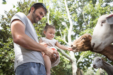 Father and baby daughter feeding goats at zoo - ISF16893
