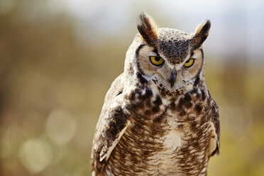 Great Horned Owl, Bubo virginianus - ISF16897