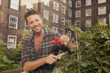 Mid adult man harvesting tomatoes on council estate allotment - CUF39962