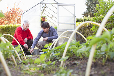 Vater und erwachsener Sohn pflanzen im Garten - CUF40047