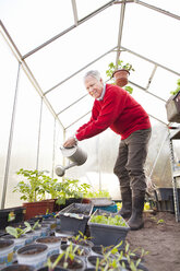 Älterer Mann bewässert Pflanzen im Gewächshaus - CUF40049