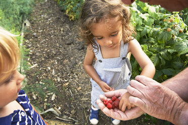 Großvater teilt Himbeeren mit Enkelkindern - CUF40104