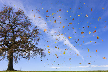 Herbstblätter fliegen im ländlichen Feld - CUF40186