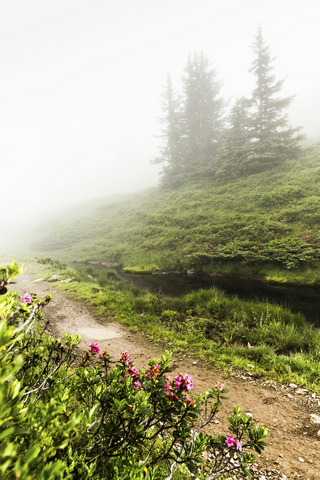 Nebel wälzt sich über einen ländlichen Feldweg, lizenzfreies Stockfoto