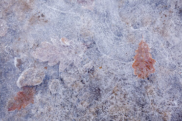 Leaves frozen in layer of ice - CUF40239