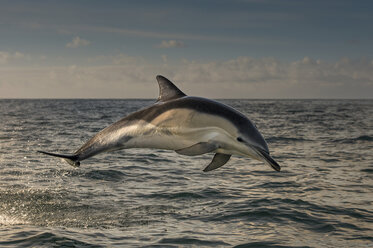 Delphin springt über Wasser - CUF40263