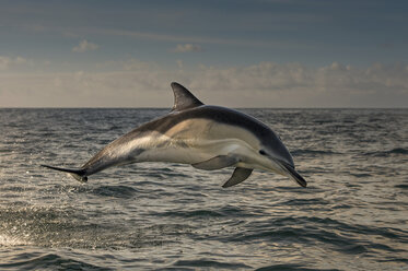 Dolphin jumping over water - CUF40263