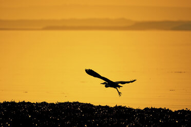 Silhouette of heron flying over water - CUF40269