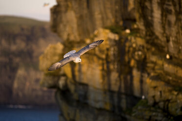 Seagull flying by cliffs - CUF40270