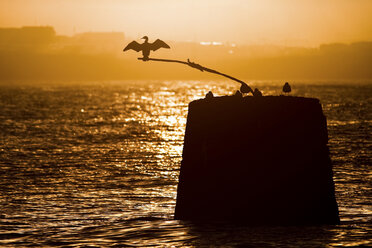 Silhouette of seagull on rock in water - CUF40271