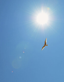 Vogel fliegt in blauem Himmel - CUF40283