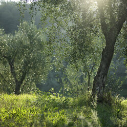 Bäume wachsen auf der Wiese - CUF40301