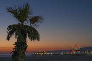 Palm tree on beach at sunset - CUF40305