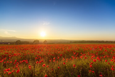 UK, Scotland, Midlothian, Poppy field at sunset - SMAF01051