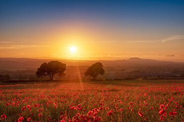 Großbritannien, Schottland, Midlothian, Mohnfeld bei Sonnenuntergang - SMAF01052