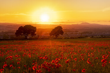 UK, Scotland, Midlothian, Poppy field at sunset - SMAF01054