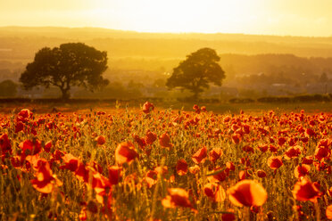 Großbritannien, Schottland, Midlothian, Mohnfeld bei Sonnenuntergang - SMAF01055