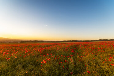 UK, Scotland, Midlothian, Poppy field at sunset - SMAF01056