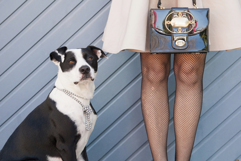 Hund im Halsband von Frau im Kleid, lizenzfreies Stockfoto