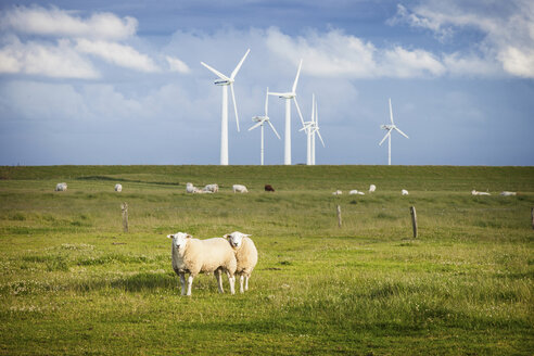 Schafe auf einem Feld mit Windpark, Schleswig Holstein, Deutschland - CUF40926