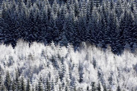 Raureif auf Wald, lizenzfreies Stockfoto