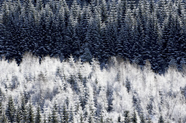 Hoar frost on forest - CUF41087