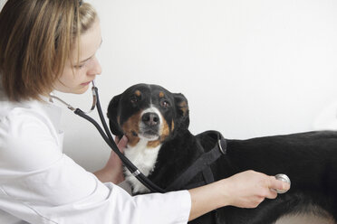 Female veterinarian examining dogs chest - CUF41226