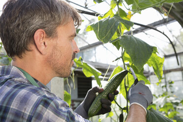 Organic farmer harvesting cucumbers in polytunnel - CUF41463