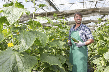Portrait of organic farmer harvesting cucumbers in polytunnel - CUF41464