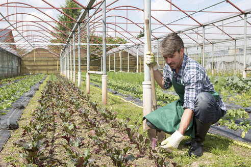 Biobauer bei der Pflege von Jungpflanzen - CUF41465