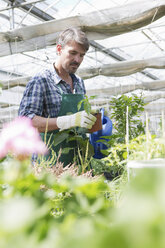 Biobauer bewässert Jungpflanzen im Polytunnel - CUF41466