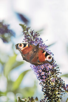 Tagpfauenauge auf einer Buddleja-Blüte - IPF00463