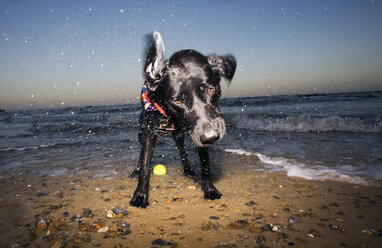 Hund am Strand, Walberswick, Suffolk, England, UK - CUF41724