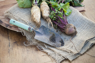 Freshly dug root vegetables lying on hessian with trowel - CUF41730