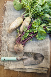 Freshly dug root vegetables lying on hessian with trowel - CUF41731