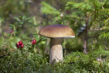 Boletus edulis (porcini) mushroom growing - CUF41733